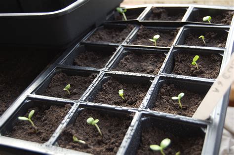 Zinnia seedlings – Higgledy Garden