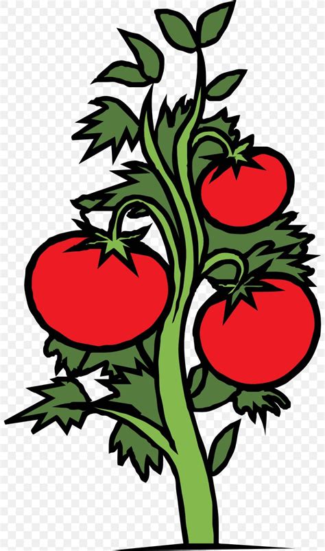 Cherry Tomato Plant Drawing Clip Art, PNG, 800x1390px, Cherry Tomato ...