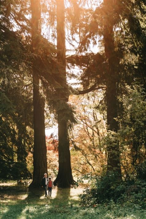 Gardens at Scone Palace | Winding Paths & Historic Trees