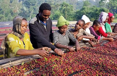 Un café de los pequeños productores de Reko a 1.950 msnm