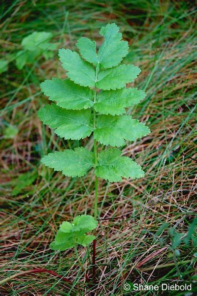 Wild Parsnip Stalk (Stage 1) | Plants, Medicinal plants, Wild parsnip