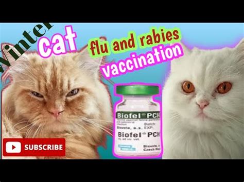 Cat flu and rabies vaccination | cat flu vaccine - YouTube