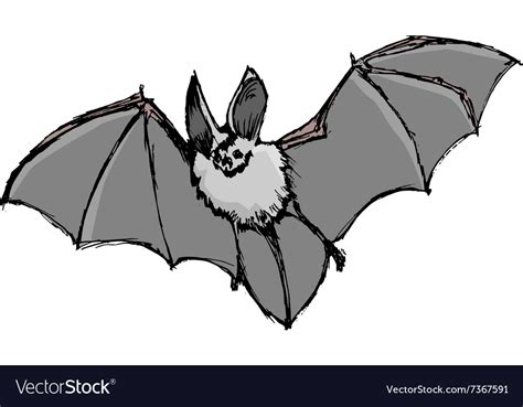 Bat Royalty Free Vector Image - VectorStock