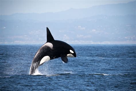 October 10 - Humpbacks, Bottlenose Dolphins, and KILLER WHALES hunting ...