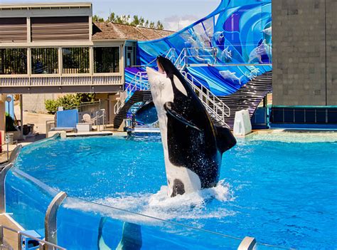 SeaWorld: The Beginning of the End for Orca Shows | Dolphin Project