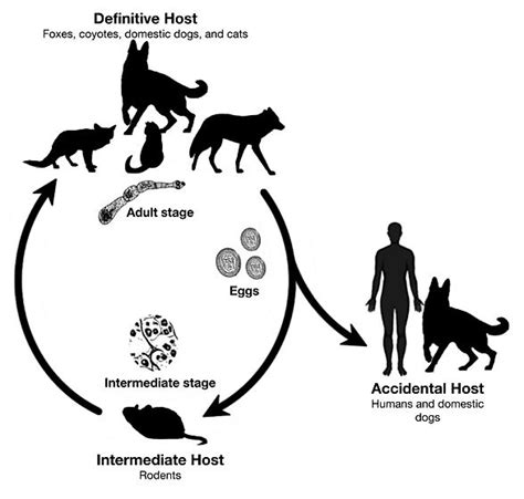 General Information | emultilocularisont