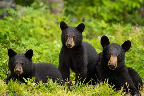 Super Telephoto Wildlife Photography - The Good and the Bad