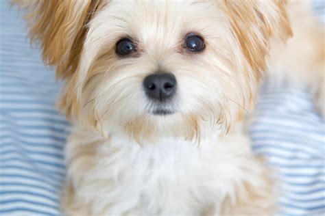 Pictures Of Morkie Puppies : Morkie Puppy These Are So Adorable And ...