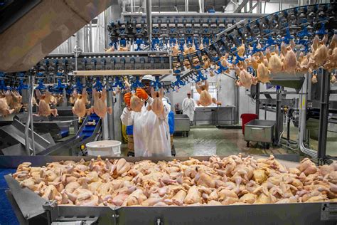 See inside the plant that soon will process 2 million chickens a week for Costco Chicken