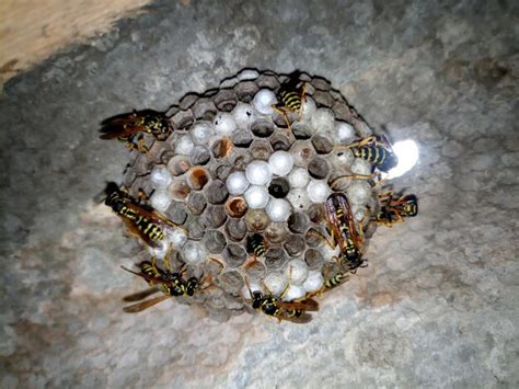 Premium Photo | Wasp species polished on nest Wasp nest