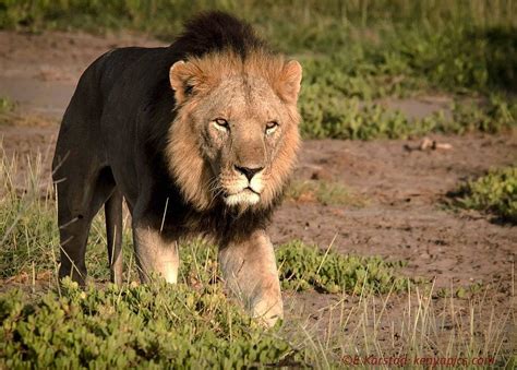 Elsen Karstad's 'Pic-A-Day Kenya': Amboseli Lion