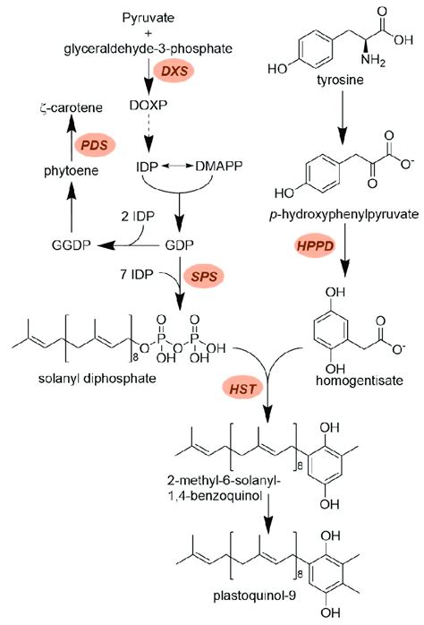 Overview of the relationship between carotenoid and prenyl quinone ...