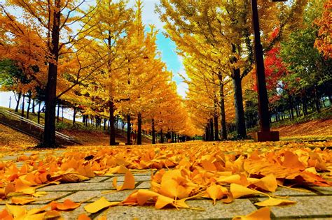 16 hình nền mùa thu cực đẹp và lãng mạng - Hình Ảnh Đẹp HD