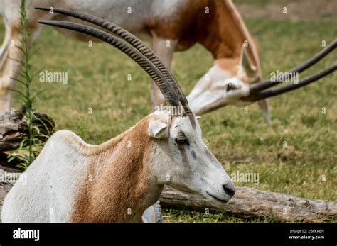 Oryx antlers Banque de photographies et d’images à haute résolution - Alamy