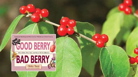 7 Popular Garden Plants with Poisonous Berries (ID Photos)