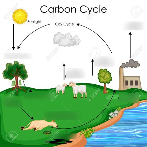 Carbon Cycle Diagram | Quizlet