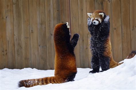 HD wallpaper: Animal, animals, 2560x1440, red, Panda, red panda, red ...