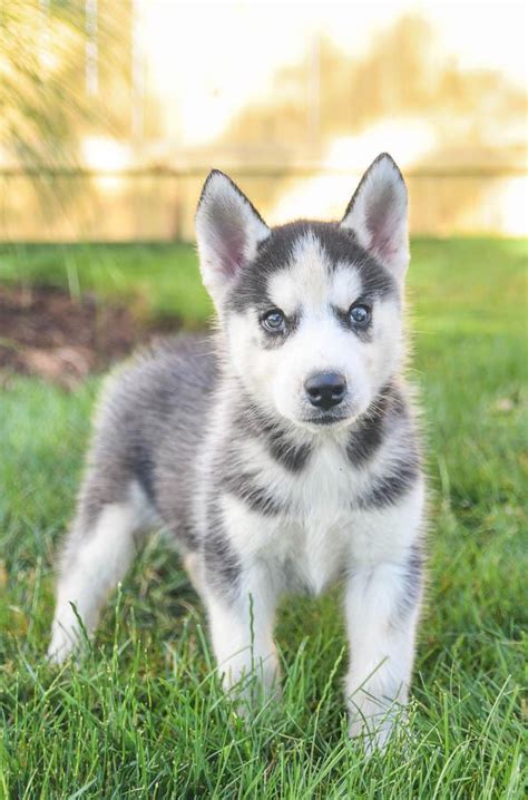 Siberian Husky Studs | Lancaster Puppies