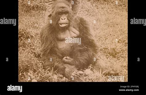 Dead gorilla Stock Videos & Footage - HD and 4K Video Clips - Alamy