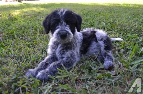 Blue Cadoodle (blue heeler and poodle ) | Australian Cattle Dog/Blue Heeler | Poodle, Poodle mix ...