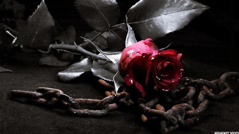 HD wallpaper: Dark, Gothic, Metal, red, Rouse, flower, flowering plant, rose | Wallpaper Flare