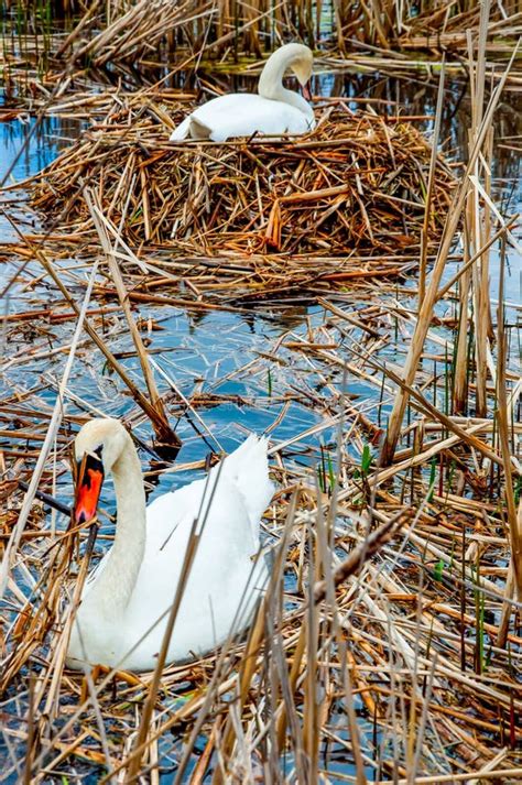 Swans Nest stock image. Image of parents, graceful, feathers - 16057537