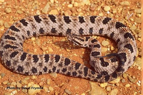 Pygmy Rattlesnake | State of Tennessee, Wildlife Resources Agency