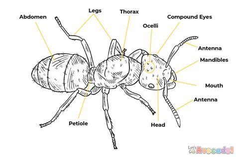 7 Fascinating Closeups Of Ant Anatomy - The Ant Project Blog - Let's Go Avocado!