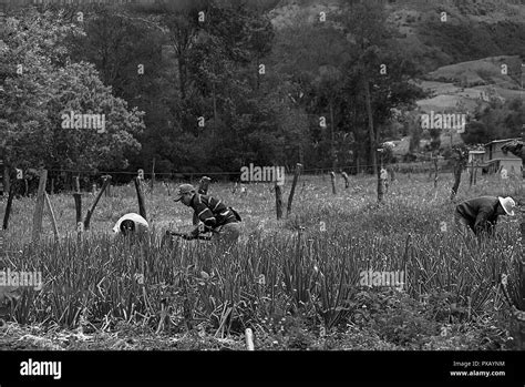 Peasants working hi-res stock photography and images - Alamy