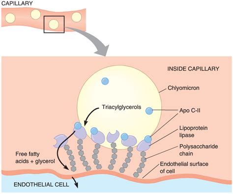 LIPOPROTEIN METABOLISM ~ Biochemistry and Molecular Biology