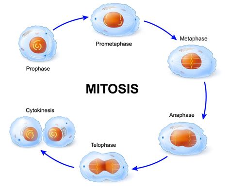 Plant Mitosis Vs. Animal Mitosis