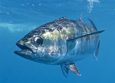 Thunnus thynnus (Linnaeus, 1758)