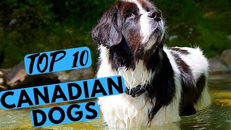 Are There Any Canadian Dogs? The 10 Detailed Answer - Ecurrencythailand.com