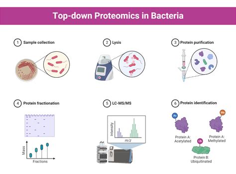 Proteomics: Types, Methods, Steps, Applications