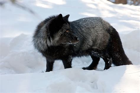 The Rare Beauty Of Black Foxes (45 Pics) | Bored Panda