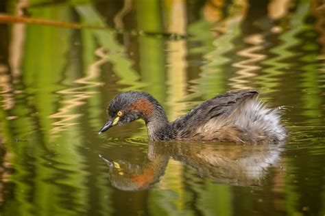 australasian grebe (breeding) | Your comments and faves are … | Flickr