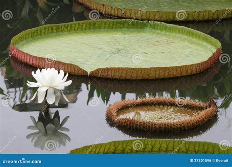 Victoria Lotus Flower and Leaf Stock Photo - Image of nature, flora: 27301596