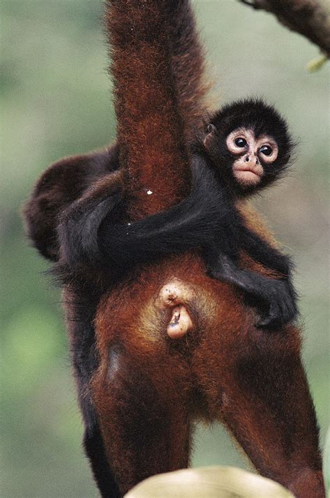 Black-handed Spider Monkey Ateles Photograph by Christian Ziegler