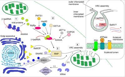 Frontiers | The Role of the Chloroplast in the Replication of Positive ...