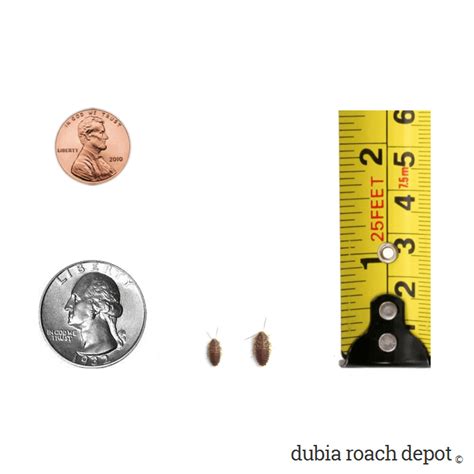 Buy Dubia Roaches. Quality feeders, trusted service - Dubia Roach Depot