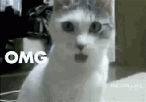 Omg Oh My God GIF - Omg OhMyGod Cat - Discover & Share GIFs