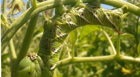 Controlling Insects Using Organic Methods | High Country Gardens Blog