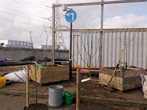 Growing fruit in containers - The Orchard Project