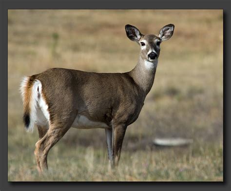 Whitetail Doe | Whitetail Deer (odocoileus virginianus) Doe … | Flickr