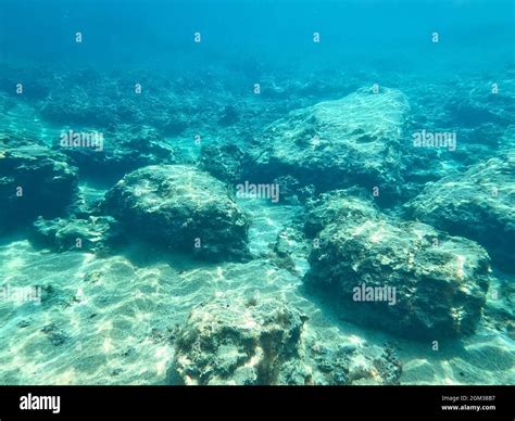 Seabed, nature, wildlife, Protaras, Cyprus, Mediterranean Sea, Europe ...