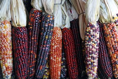 Indian Corn – Wisconsin Horticulture