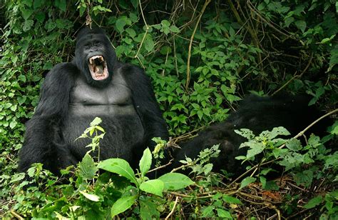 Mountain Gorilla Behavior in Virunga National Park, Mountain Gorilla Fears