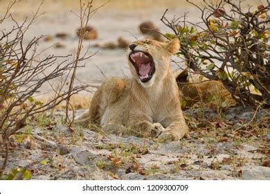 4,105 Lion Cub Roaring Images, Stock Photos & Vectors | Shutterstock