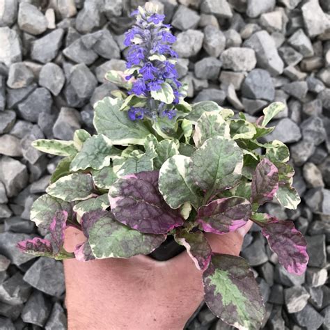 Ajuga reptans 'Burgundy Glow' - Bugleweed (3.5" Pot) | Little Prince To Go