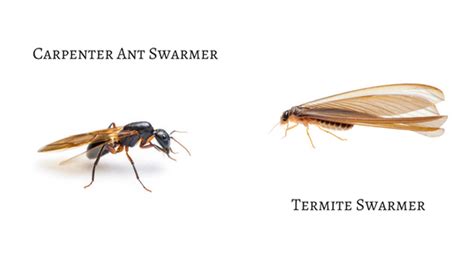 Termites or carpenter ants? | Ehrlich Pest Control Blog